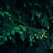 Close-up of dark green fir branches